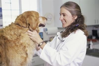 Administrer les médicaments prescrits et les instructions de votre vétérinaire.