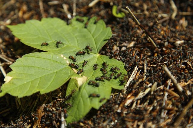 Un appât acide borique peut détruire toute une colonie de fourmis.