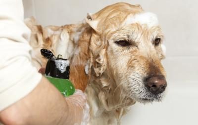 Shampooing vos animaux de compagnie.