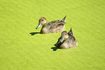Deux canards qui nagent dans un étang couvert de lentilles d'eau