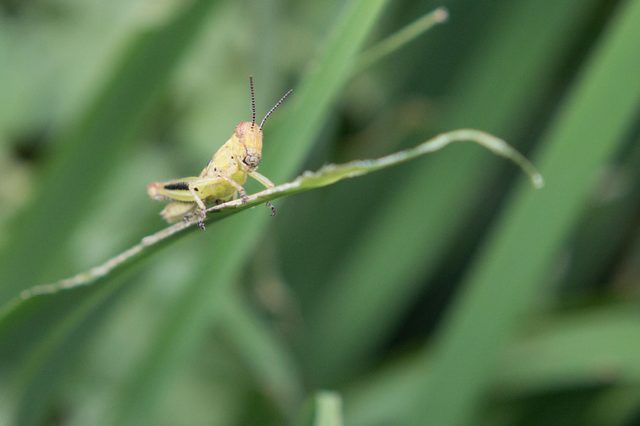 Comment se débarrasser des Grasshoppers