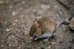 La poussière pour des tirages pour voir combien de souris vivent dans votre maison.
