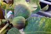 Comment faire pousser un Brown Turquie Fig Tree