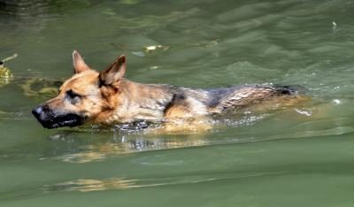 La natation est grande pour votre chien