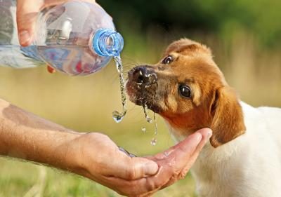 Commencez par donner à votre chien de petites quantités d'eau.