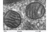 Les mitochondries (Dartmouth College)