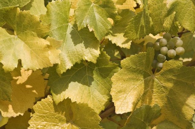 Close-up des vignes jaunes.