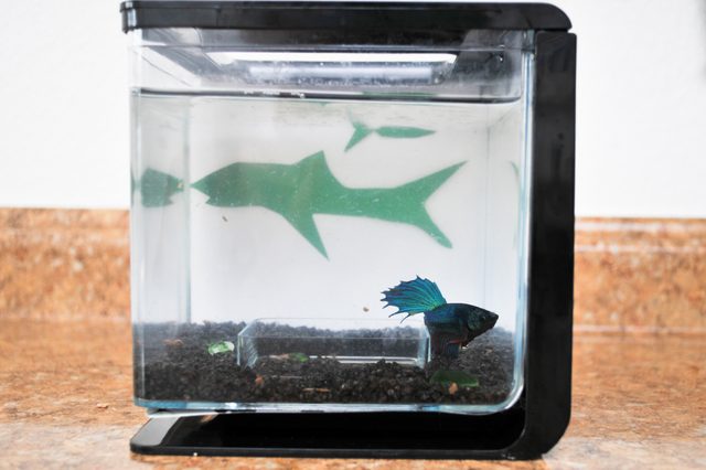 Comment faire pour installer un fond d'aquarium