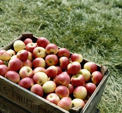 Placez un petit morceau de pomme dans chaque bardeau après cinq jours. C