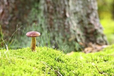Une culture des champignons dans la mousse sous un arbre.