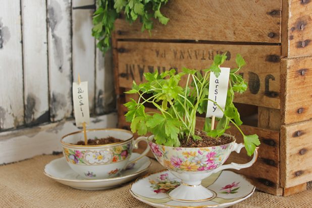 planteurs de tasse de thé placés près d'une fenêtre orientée au sud-