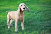 Les chiens avec des oreilles tombantes ont souvent des problèmes avec les oreilles qui démangent.
