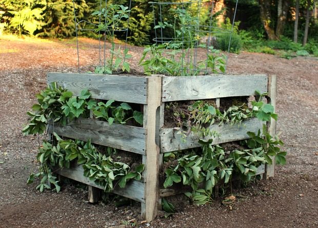 Maintenant, tout ce's left to do is watch your plants thrive in your homemade wood pallet garden.