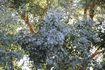Comment conserver les feuilles d'eucalyptus pour les bouquets secs