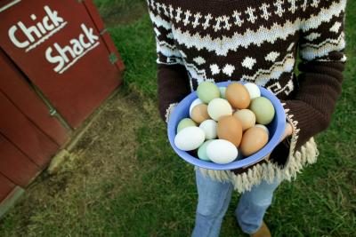 Vérifiez pour les œufs deux fois par jour pour assurer la fraîcheur.