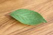 Comment faire pour supprimer la chlorophylle des feuilles