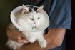 Comment faire un collier élisabéthain souple pour chats