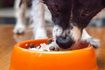 Comment faire pour utiliser du riz bouilli pour arrêter la diarrhée chez les chiens
