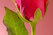 Ajout de colorant alimentaire à roses ajoute une touche intéressante de la couleur.