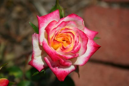 Le plus de la rose reste dans l'eau colorée, plus coloré la rose sera.