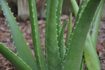 Comment utiliser la plante Aloe Vera pour l'acné